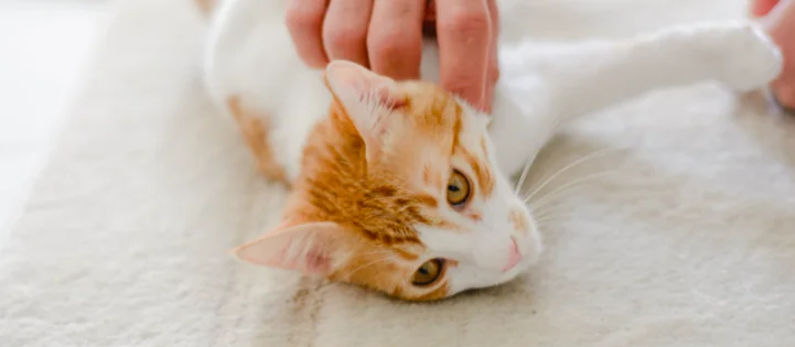 Il cat yoga arriva a Milano